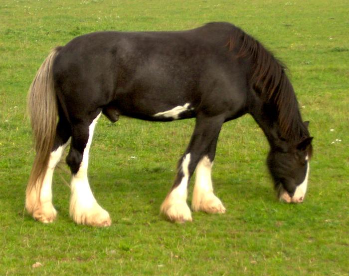 Shire stallion pasture galloping kondakov