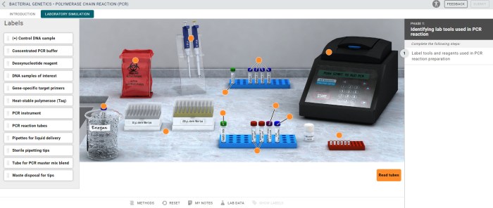 Dna profiling virtual lab answer key