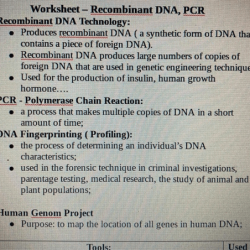 Dna profiling virtual lab answer key