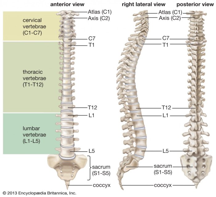 Any of the 12 spinal bones crossword