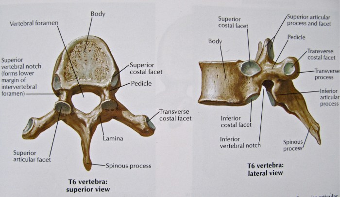 Any of the 12 spinal bones crossword