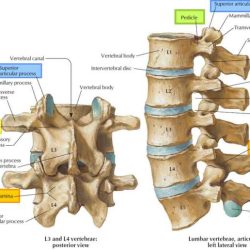 Vertebrae vertebral discs intervertebral