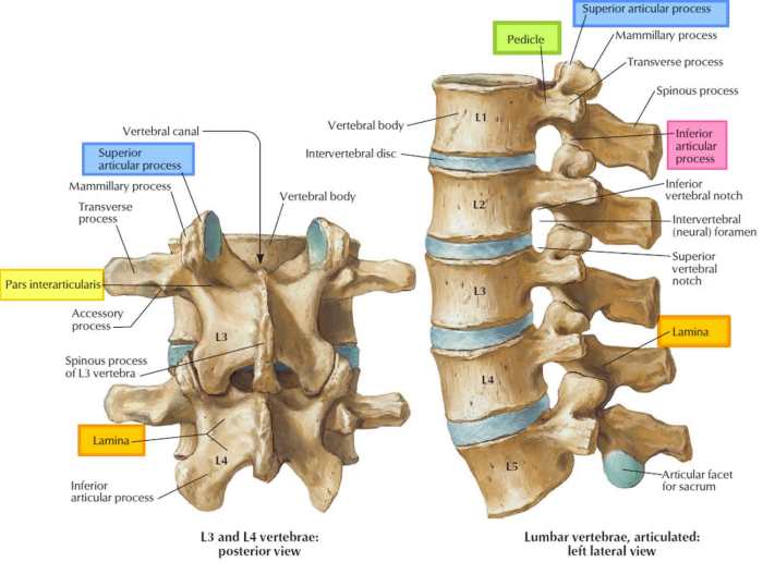 Vertebrae vertebral discs intervertebral