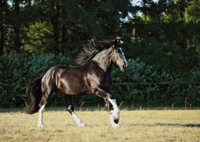 Shire horse working perspective chestnut work harness live 3d draw animals pixabay animal publicdomainpictures hard