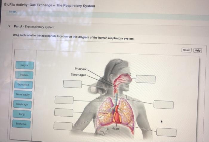 Dioxide transported bioflix exchange solved