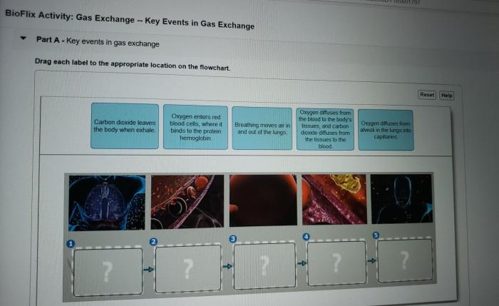 Bioflix activity: gas exchange -- key events in gas exchange