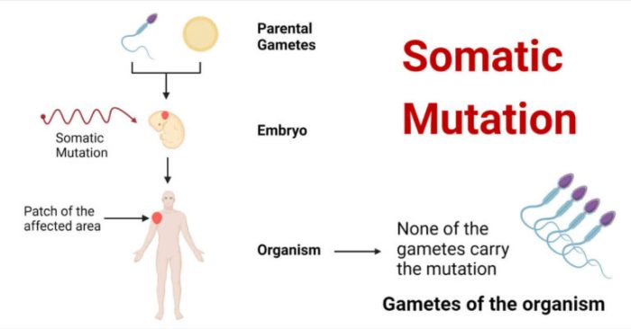 Classify each definition or example as a somatic mutation