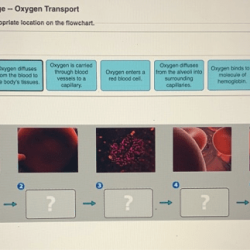 Oxygen activity follow will its solved body path review lungs transported tissues transcribed problem text been show has