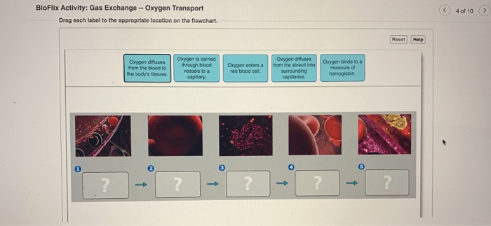 Oxygen activity follow will its solved body path review lungs transported tissues transcribed problem text been show has