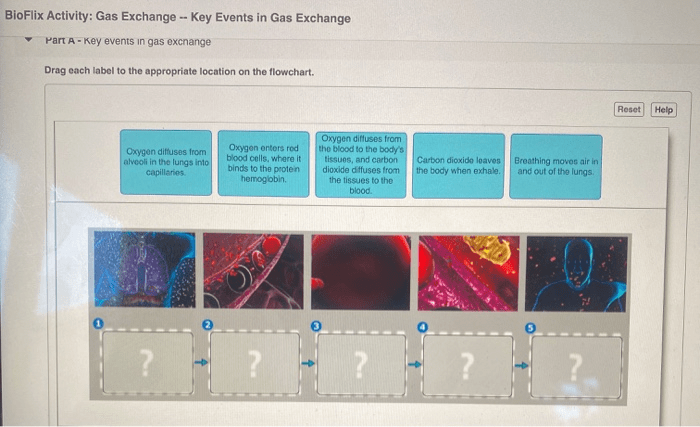 Bioflix activity: gas exchange -- key events in gas exchange